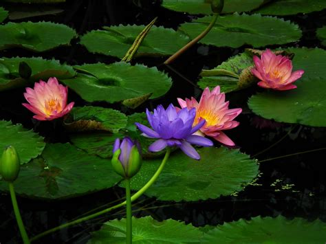 1800x1180 Water Lily Water Buds Leaves Wallpaper Coolwallpapersme