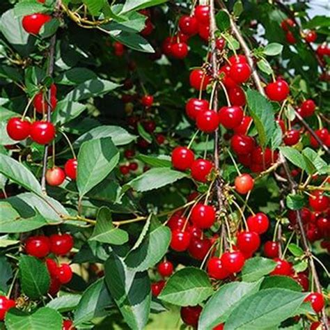 This complete growing guide from migardener shows you how to grow a cherry tree from seed, giving you tons of. How to Grow a Cherry Tree From Seeds - Plant Instructions