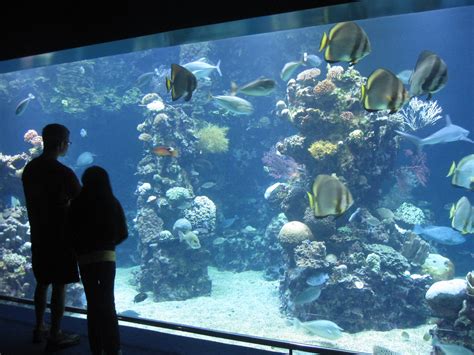 Inside The Aquarium Aquarium Fish Tank Fish Tank Design Aquarium