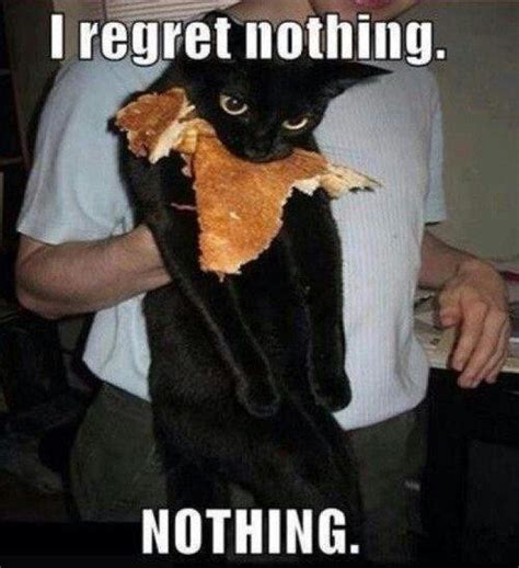 Bad Kitty Funny Pictures With Captions Funny Captions Funny Animal