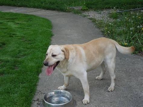 Labrador Retriever Pure Breed Adults Yellow Male For