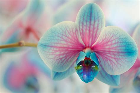 10 Most Important Flowers In Chinese Tradition Worldatlas