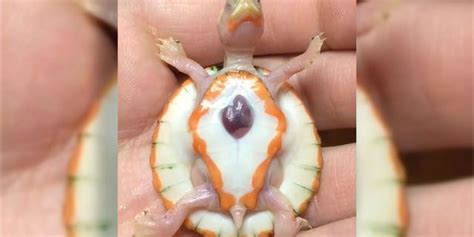 Albino Baby Turtle Born With Heart Outside Its Body Fox News