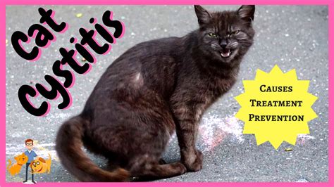 Cat Cystitis All The Facts You Need To Know — Our Pets Health