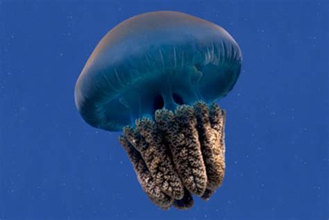Jellyfish Caustic Soda