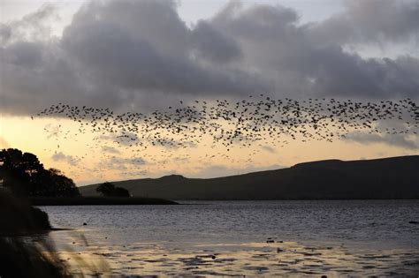 Thousands Of Pink Footed Geese Flock To Loch Leven The Oban Times