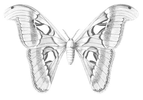 Copyright Free Atlas Moth Drawing From
