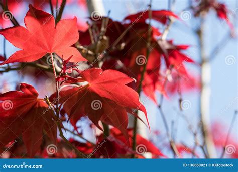 Japanese Red Maple Leaves On A Tree Stock Image Image Of Showing