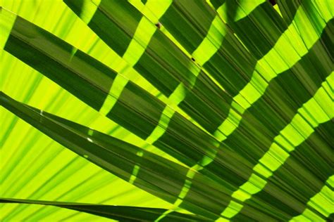 Free Picture Design Abstract Green Leaf Shadow Sunlight