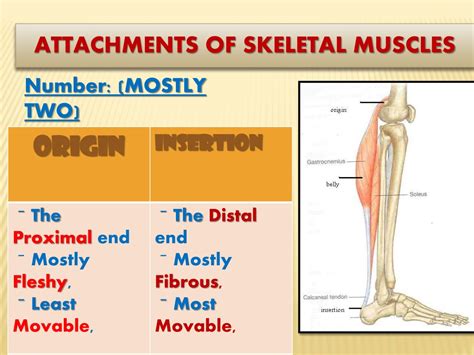 3 Types Of Skeletal Muscle