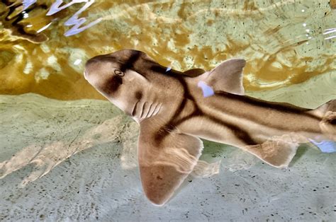 Photo Port Jackson Shark By Trevorp Ourartcorner