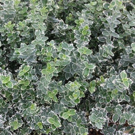 Buy Winter Creeper Euonymus Fortunei Emerald Gaiety Delivery By