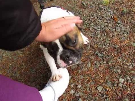 These french bulldog breeders located in oregon come from these cities: Ally - French Bulldogs ~ Oregon French Bulldog Breeders ...
