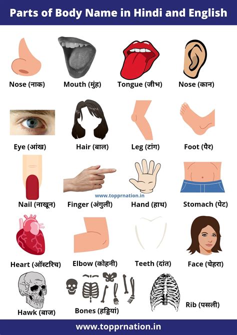 All Human Body Parts Name In Hindi And English Vrogue Co