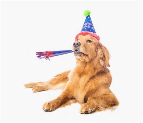 This does not include our under $4.99, $9.99 sections. Puppy Dog Birthday Clipart Png - Golden Retriever In A ...