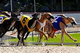 Greyhound Racing Betting Pictures