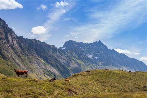 Big Mountain Valley With Cows Graze On The Green Grass Stock Photo