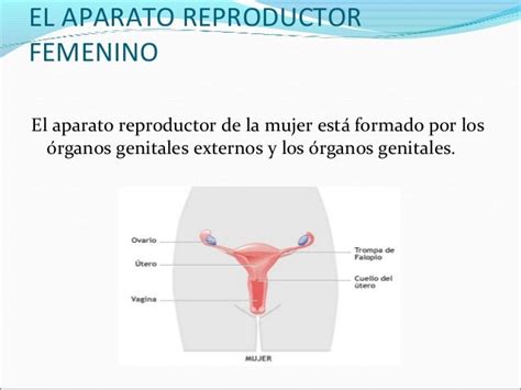 Semejanzas Y Diferencias Del Aparato Reproductor Masculino Femenino