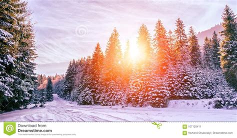 Wonderful Winter Landscape Snow Covered Pine Tree Under Sunlig Stock