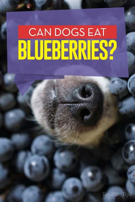 Cats, dogs, sheep are domestic animals. Can Dogs Eat Blueberries? Side Effects and Benefits (Based ...