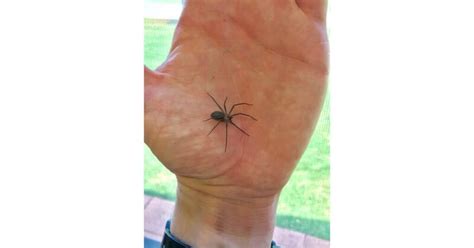 Brown Recluse Spider Bite Pictures Symptoms Care And More