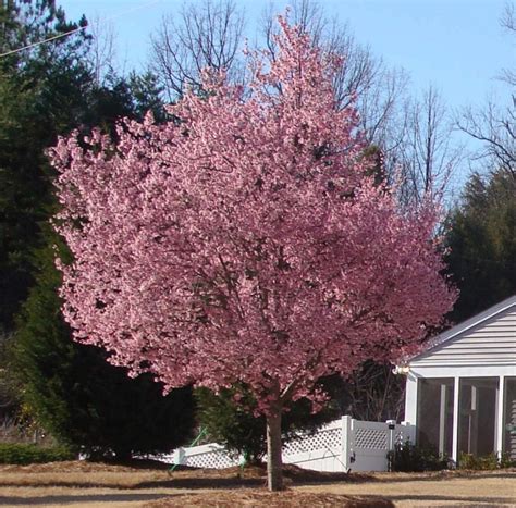 Okame Flowering Cherry Tree Live Plant 8 10 In Height Etsy