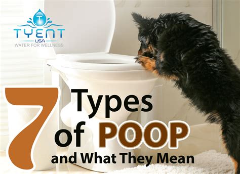 What Are The 7 Types Of Poop Tyentusa Water Ionizer Health Blog
