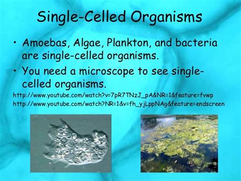 Multi And Single Celled Organisms Comparisons