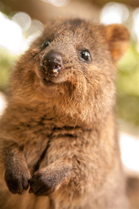 Small Animals For Pets Australia