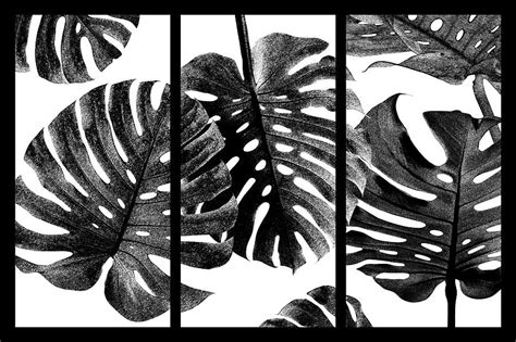 Monstera Deliciosa Or Swiss Cheese Plant Tropical Leaves Digital Art By