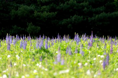 Free Picture Lupine Flower Summer Grass Nature Field Herb Lavender