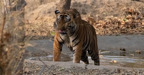 The Enchanting Land Of Tigers And Other Majestic Wildlife Species