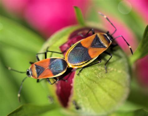 Mating Harlequin Bugs From Australia What S That Bug