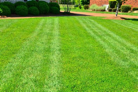 Overseeding Your Lawn The What When And Why Green Care Turf Management