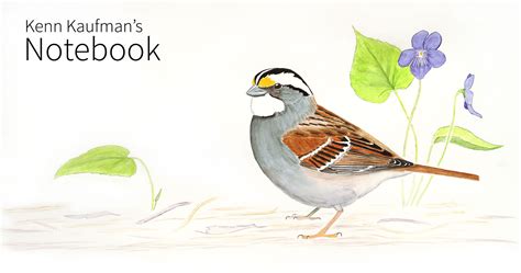 The Fascinating And Complicated Sex Lives Of White Throated Sparrows