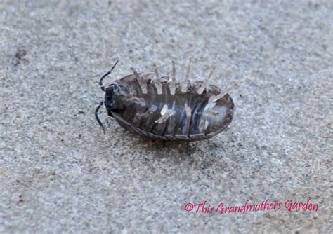 How To Get Rid Of Rolly Pollies In Vegetable Garden Getting Rid How
