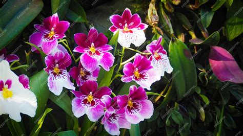 Premium Photo Flowers Of Miltoniopsis Phalaenopsis Orchid In Botanic