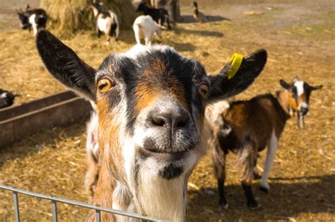 How Much Does A Goat Cost In The Uk Savvy Farm Life