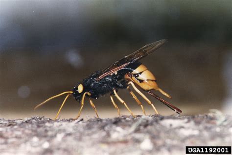 Giant Wood Wasp Urocerus Gigas Gigas Hymenoptera Siricidae 1192001