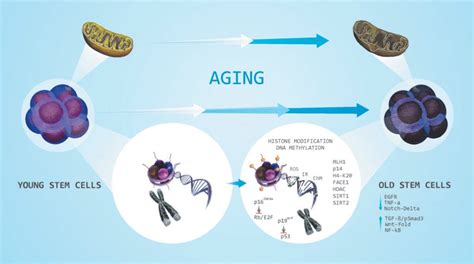 Factors Affecting Aging Of Stem Cells—shortening Of Telomeres