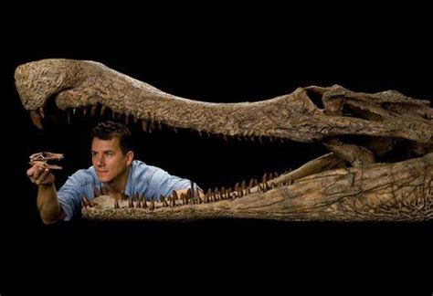 Different Prehistoric Crocodile Fossils Extinct Animals Prehistoric
