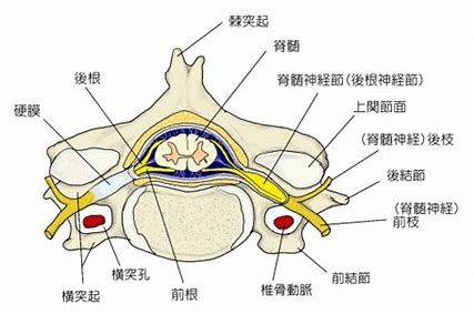 胸椎 解剖構造 に対する画像結果