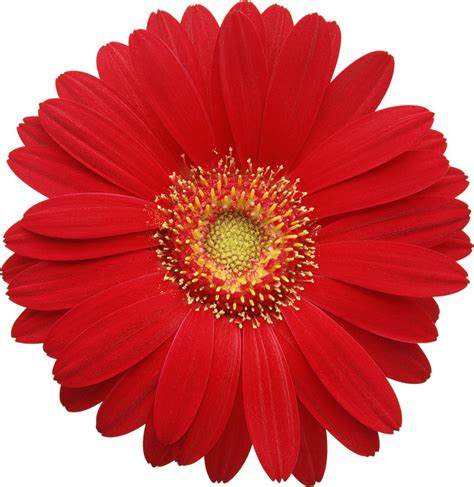 Gerbera Daisy Cliparts - Real Flowers Png Hd Transparent Png - Full png image