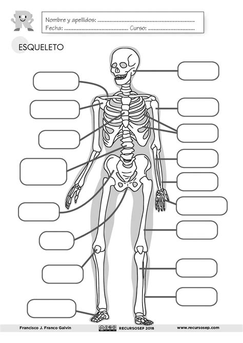 El Esqueleto Láminas Para El Aula Y Fichas Para El Alumno Esen