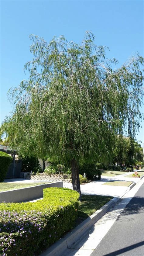 Peppermint Willow Agonis Flexuosa Zone 9 11 Medium Landscaping Trees