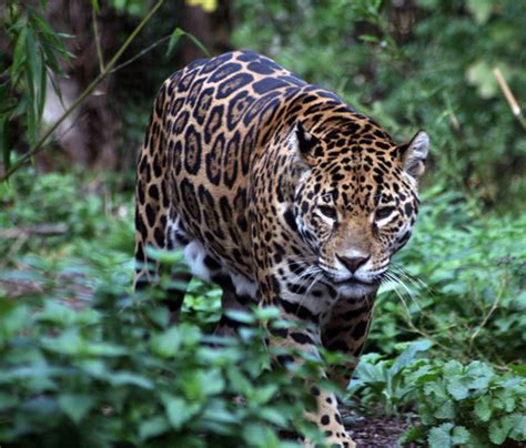 Tropical rainforests, because of their location near the equator, cover only a small area on our planet. Rainforest Jaguar - Rainforest Animals