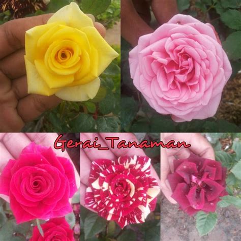 Gambar Bunga Mawar Warna Pink Gambar Bagian Tumbuhan