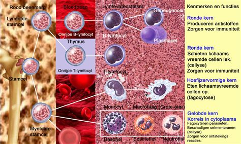 Bloedcellen En Hun Functies