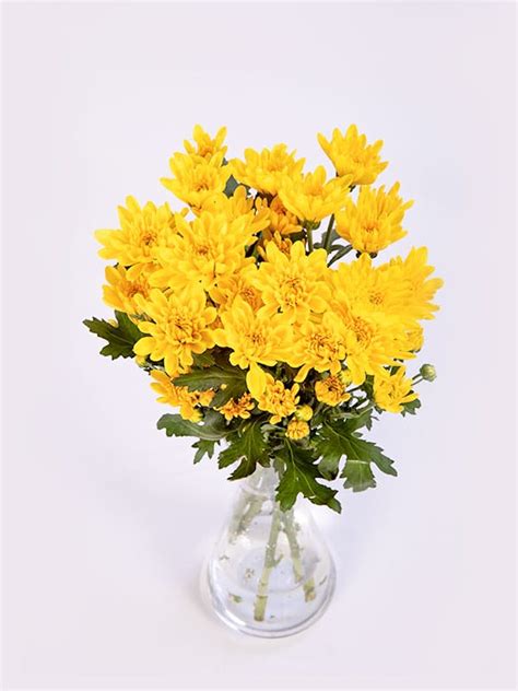 Buy Chrysanthemum Bouquet Send Chrysanthemums Bouquet La Fleur