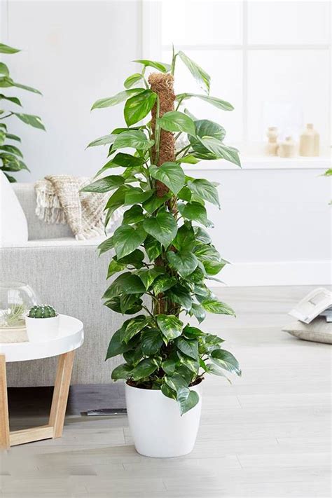 Indoor money plant in water. Money Plant - Air Purifying - Indoor Plants | Plantshop.me